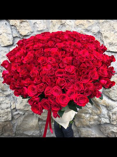 201 красная роза Голландия 80 см