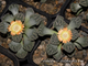 Titanopsis calcarea SB1111 Magersfontein (MG) - 5 семян