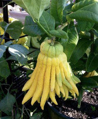 Цитрон «Рука Будды» / Citrus medica ‘ Buddha’s  hand’