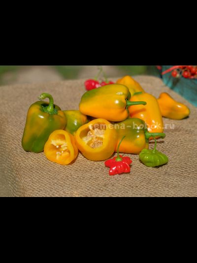 Перец сладкий Абрикосовая Фаворитка, 10 шт