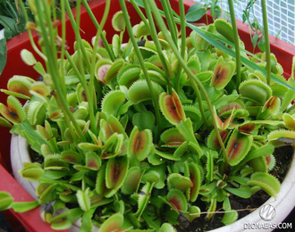 Dionaea muscipula Sawtooth