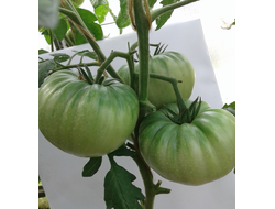 Семена томата Дакоста португальская