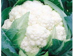Капуста цветная Уайтэксэл, 9 шт