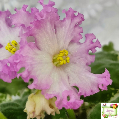 Nik-Обыкновенная Богиня (Н. Булко) 2023 г. (сортовая омоложенная розетка)