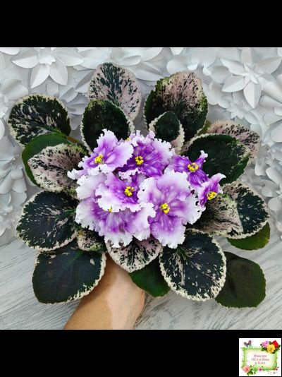 Dn-Дух Різдва (Д. Денисенко) 2020 г.