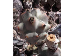 Tephrocactus articulatus “Kikko” VG-817 - 5 семян