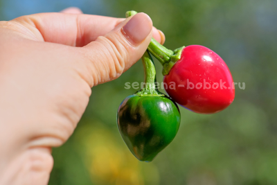 Перец острый Jalapeno Bomb F5, 10 шт