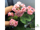 пеларгония зональная Grainger's Antique Rose
