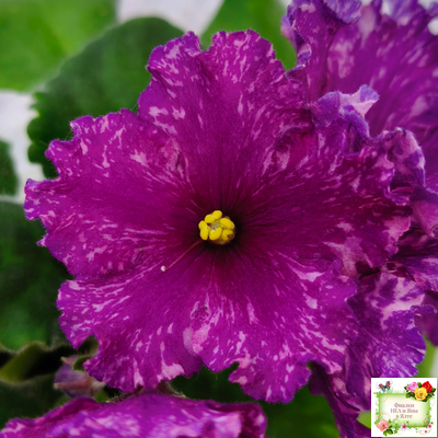 АВ-Тайны Востока (Фиалковод) 2022 г.