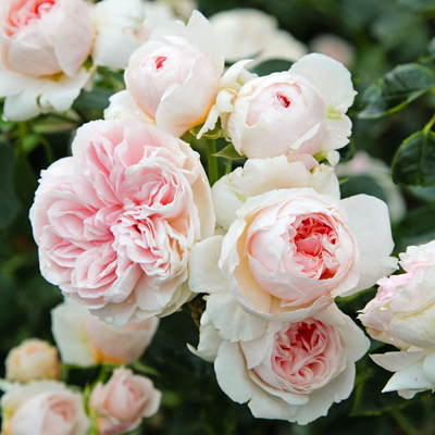 Сабрина (Sabrina)