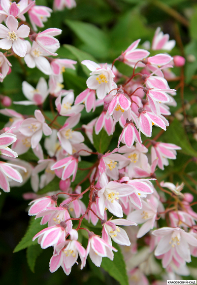 Дейция гибридная Юки Черри Блоссом фото цветов крупным планом красовский-сад.рф