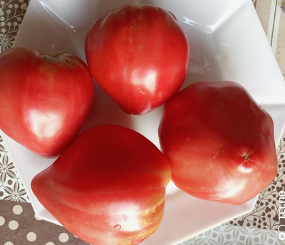 Томат Ребристый Эуганских Холмов (Costoluto Colli Euganei), Италия