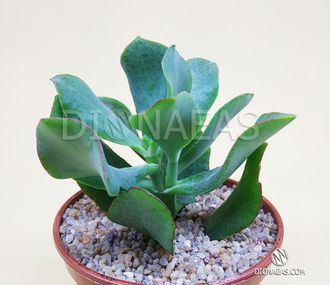 Crassula Arborescens Curly - Толстянка древовидная, Крассула кучерявая, нефритовое дерево