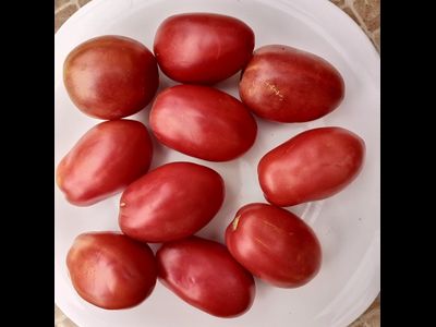 Томат Косентино сел Клауди (Cosentino sel Claudia), Италия