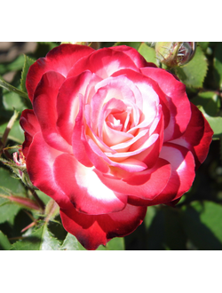 Роза Юбилей принца Монако (Jubile du Prince de Monaco)