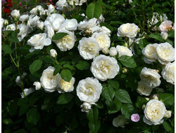 Парки (Parky ), Harkness , шраб.