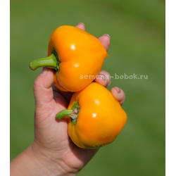 Перец сладкий Леся Оранжевая, 10 шт