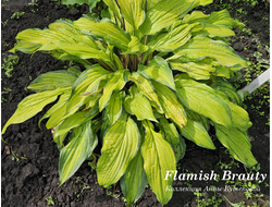 Хоста Flamish Beauty фото