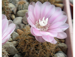 Gymnocalycium bruchii ssp.new VG-271 - 5 семян