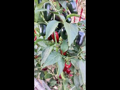 Перец острый  Black Maroccan Jalapeno