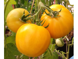 Семена томата Лунное сияние от интернет-магазина УралТомат