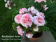 Пеларгония Rushmoor Avon