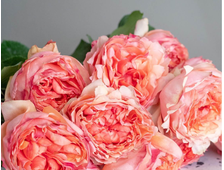 Салманасар (Salmanasar) роза, ОКС