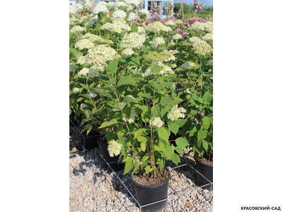 Гортензия древовидная Лайм Рики