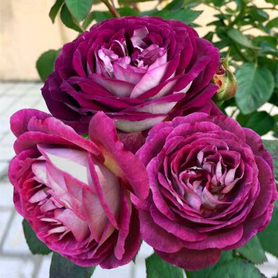 Хоровое общество Хаддерсфилда(Huddersfield Choral Society)