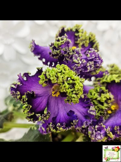 ЛЕ-Галатея Люкс (Е. Лебецкая) 2019 г.