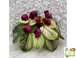 ЕК-Лампа Желаний (Е. Коршунова) 2021 г. (лист посажен 12.10.25)