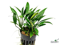 Anubias barteri var. nana