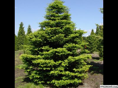Пихта корейская - фото в саду - красовский-сад.рф
