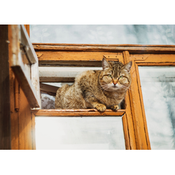 D0435 Охранник