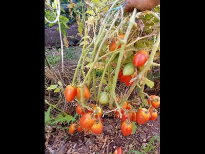 Томат Гном Затонувший персик (Dwarf Sunkissed Peach), США, Австралия