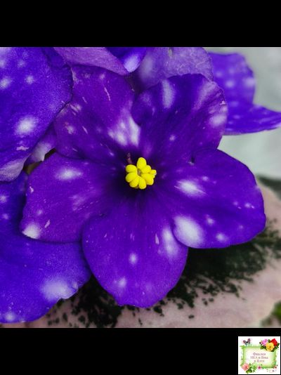 Rivermist Heavenly (J. Baker) (10985) NEW 05/21/2018