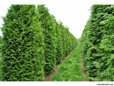 Голден Смарагд купить - Красовский-Сад.рф