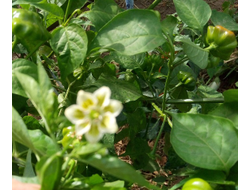 Перец острый Бразильская морская звезда (Red Brazilian Starfish)