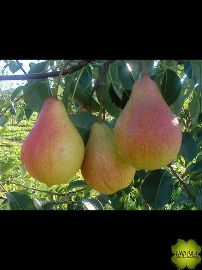 Груша "Кафедральная" (летняя, компактная) Саженец 3 года