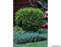 Туя Литл Гиант - Little Giant