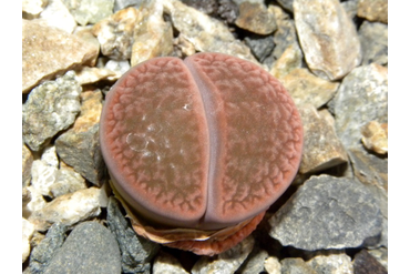 Lithops hookeri v. subfenestrata brunneoviolacea C019
