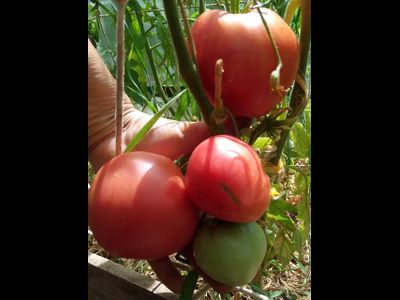Томат Бычье сердце туймазинское