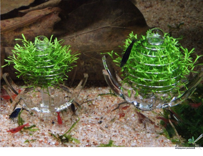 SwetAqua WF-01 - Декоративная кормушка для растительного корма