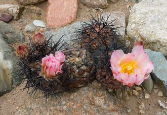 Tephrocactus geometricus VG-394 - 2 семени