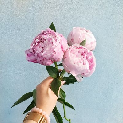 3 розовых пиона