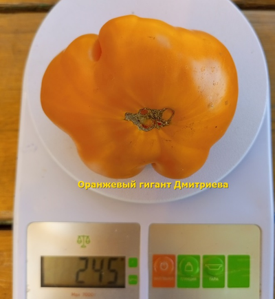 Томат Оранжевый гигант Дмитриева