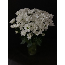 Хризантема ромашка белая 9 шт