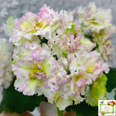 ЛЕ-Злато Скифов (Е. Лебецкая) 2015 г. (лист укоренённый)