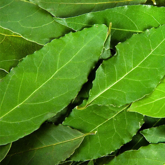 Лавр (Laurus nobilis) Абхазия, молодые листья (5 мл) - 100% натуральное эфирное масло