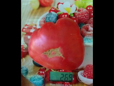 Томат Марманде розовый (Marmande pink)